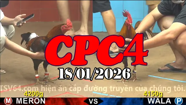 Trực tiếp đá gà CPC4 ngày 18012026 qua clip