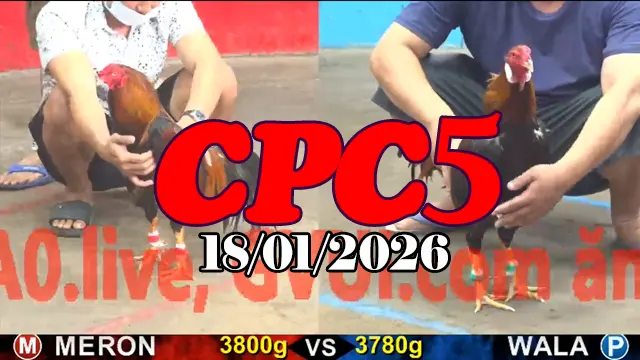 Trực tiếp đá gà CPC5 hôm nay 18012026 qua video