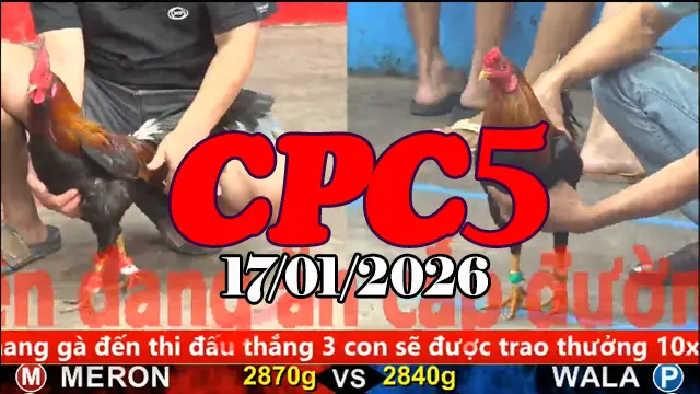 Trực tiếp đá gà Thomo CPC5 hôm nay 17012026 qua video