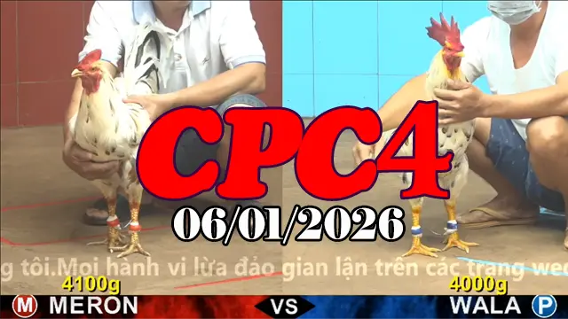 Video Clip Đá Gà Thomo CPC4 06012026 – Những Đặc Sắc Trận Đấu