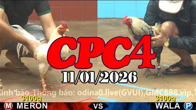 Video Đá Gà Trực Tiếp CPC4 Ngày 11012026 Đầy Đủ