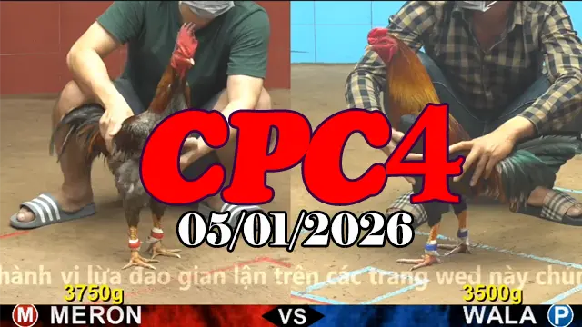 Video Phát Lại Đá Gà Thomo CPC4 05012026 Mới Nhất Hôm Nay