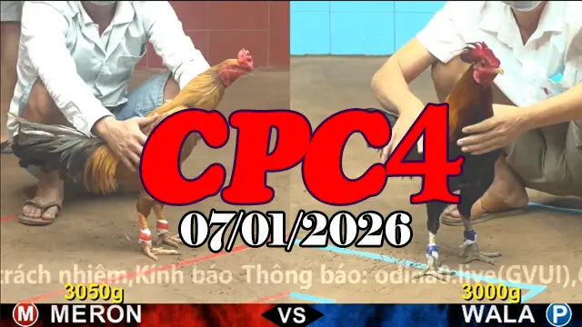 Video Trực Tiếp Đá Gà CPC4 Ngày 07012026 Full Trận