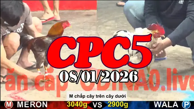Video Trực Tiếp Gà Đá Giải CPC5 Hôm Nay 08012025 Đầy Đủ
