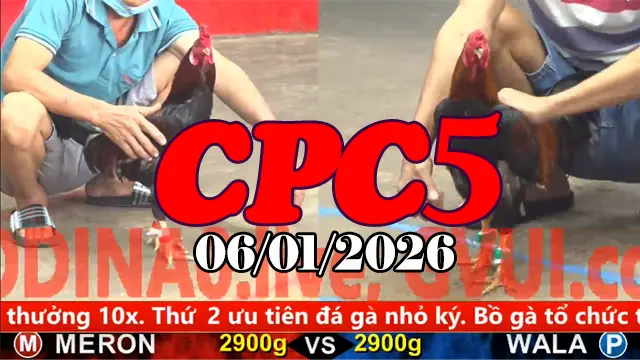 Video trực tiếp đá gà CPC5 ngày 06012026 mới cập nhật