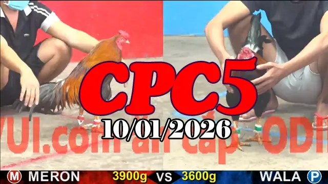 Video trực tiếp đá gà CPC5 ngày 10012026 hôm nay