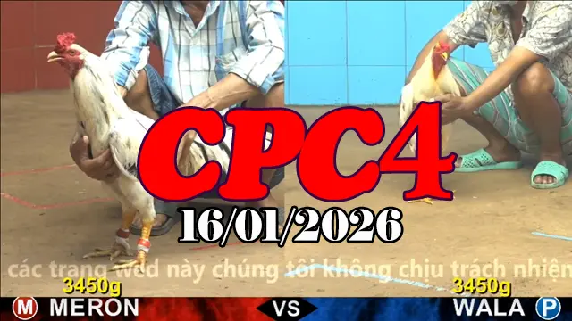 Xem trực tiếp đá gà CPC4 hôm nay 16012025 toàn bộ trận