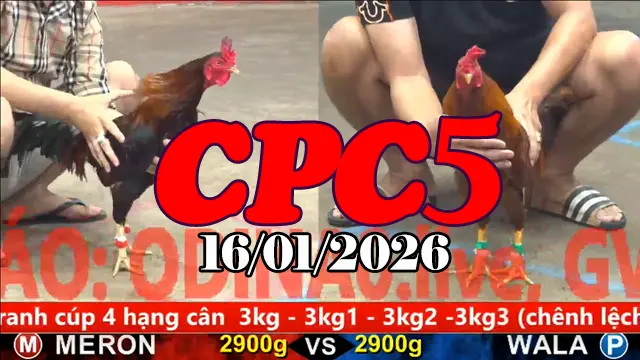 Xem trực tiếp đá gà CPC5 ngày 16012026 toàn bộ trận