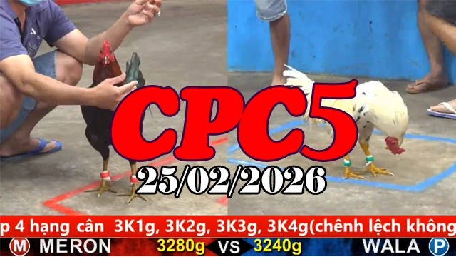 Cập nhật Clip đá gà trực tiếp CPC5 25022026 nhanh nhất