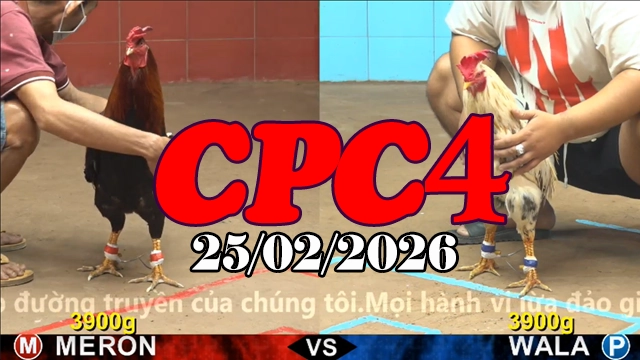 Cập nhật Video đá gà trực tiếp CPC4 ngày 25022026 nhanh nhất