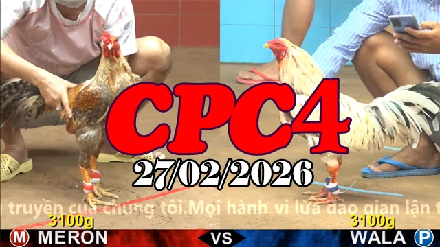 Cập nhật video đá gà trực tiếp CPC4 ngày 27022026 liên tục