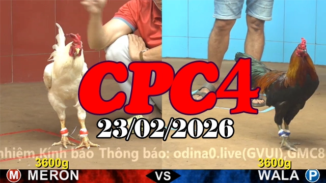 Clip đá gà trực tiếp CPC4 23022026 – Video đá gà mới nhất