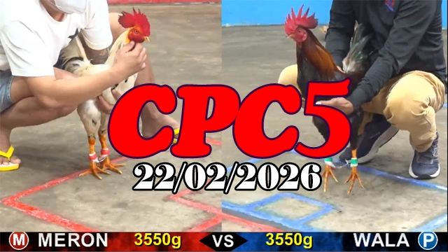 Full Clip đá gà trực tiếp CPC5 hôm nay ngày 22022026 Thomo