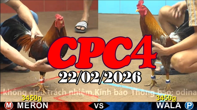 Full Video đá gà trực tiếp CPC4 22022026 – Trận gà hay nhất