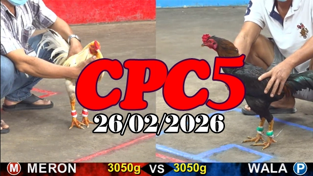 Video đá gà trực tiếp CPC5 hôm nay 26022026 mới nhất hôm nay