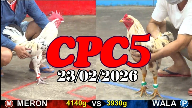 Video đá gà trực tiếp CPC5 ngày 23022026 mới nhất tại Thomo