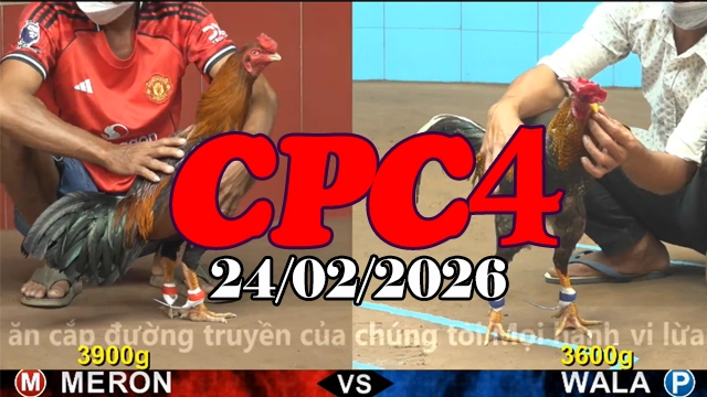 Video full trận đá gà trực tiếp CPC4 ngày 24022026